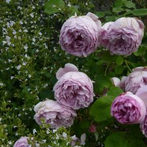 Trandafir cu parfum discret - Charles Rennie Mackintosh